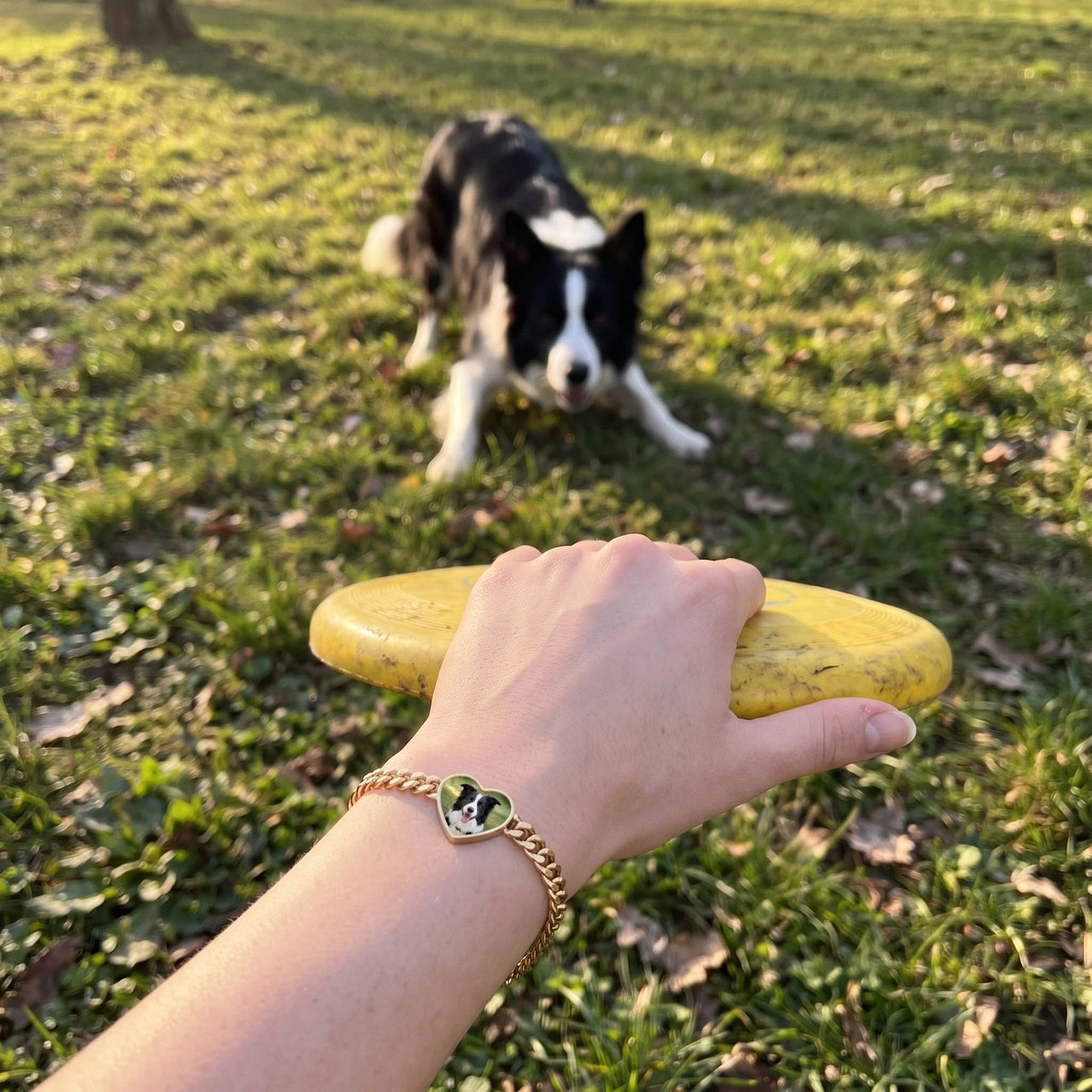 Customer photo: the gold heart bracelet with her border collie's photo, her dog in the background | SKU: TPH-HRTB-GOLD